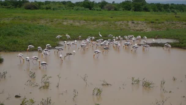 Hejno plameňáků přeplněné dohromady hledání potravy — Stock video