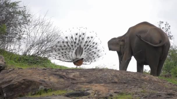 Ένα άγριο αρσενικό παγώνι ινδική, Ταώς cristatus, στα αναπαραγωγής κατάσταση εμφανίζει να προσελκύσουν το σύντροφο και να υπερασπιστεί το έδαφος κατά ελέφαντας — Αρχείο Βίντεο