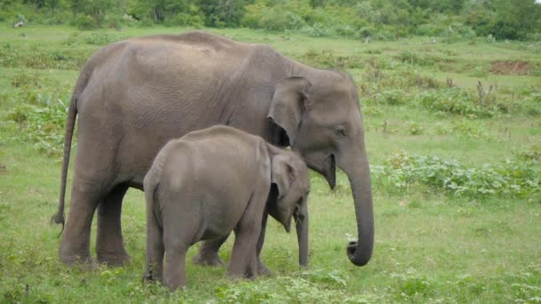 Een jonge olifant rechts naast een volwassen. — Stockvideo