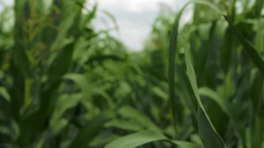 Mısır alan ve gökyüzü güzel bulutlar, Mısır alan ile