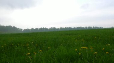 Çiçekli chamomiles parlak gökyüzü altında alan.