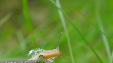 Bahçedeki salyangoz çimlerin üzerinde