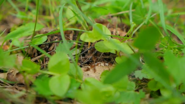 Un groupe de fourmis tisserandes va déplacer une balance insectes à d'autres endroits . — Video