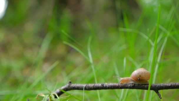 풀 위 의정원에 있는 달팽이 — 비디오