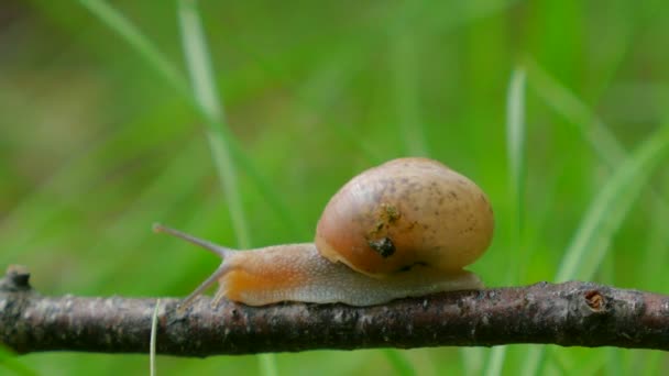 Lumaca nel giardino sull'erba — Video Stock