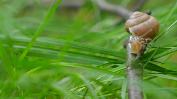 Caracol en el jardín sobre la hierba — Vídeo de stock