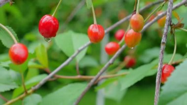 Doğanın arka planında çiçek ağacı, bahar çiçekleri, bahar arkaplanı
