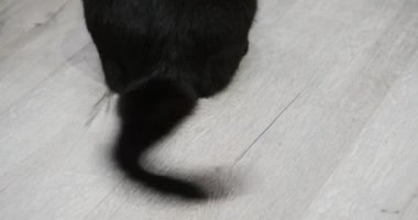 siyah kedi Wags kuyruk, doğal hareket. kızgınlık, öfke, avcılık