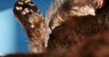 kendisi bir kanepede otururken temizlik kedi