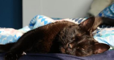 Sevimli uyuyan siyah kahverengi kedi