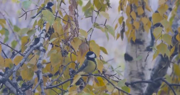 Tit sitting on a branch of yellow birch in autumn — Αρχείο Βίντεο