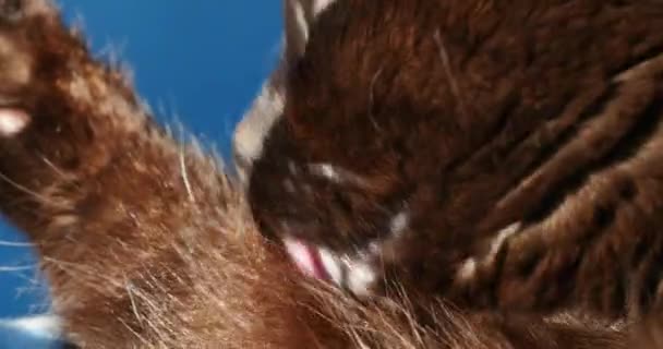 Cat cleaning itself while sitting on a couch — Stock Video