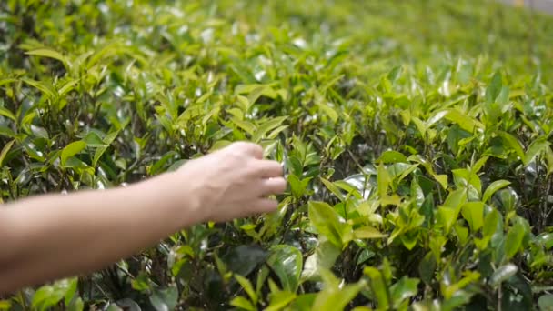 People harvest green tea bush — Stock Video