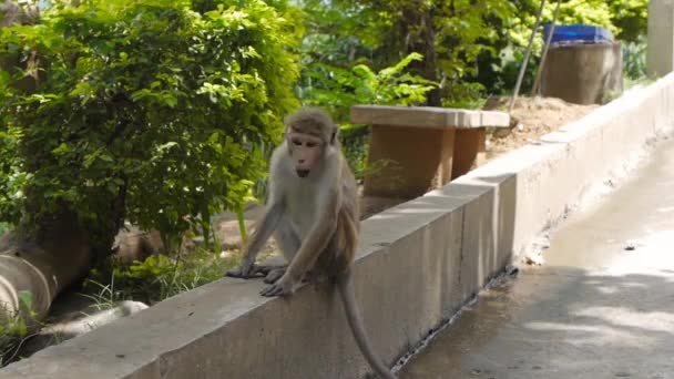 Singe sauvage en Sri Lanka 