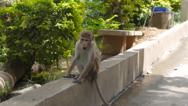 Wild monkey in Sri Lanka — Stock Video