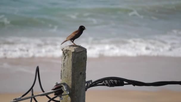 Turdus merula, mirlo común, mirlo eurasiático de pie sobre postes de cemento, volando lejos, fondo de agua — Vídeos de Stock