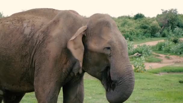 Wild old elephant chewing — Stock Video