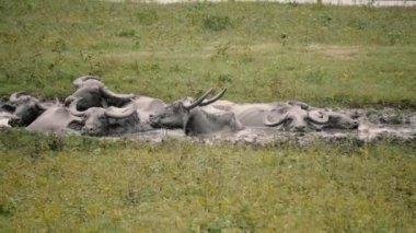birçok iç Asya manda sıcak bir günde bir çamura iliklerine sahiptir. Sipariş: Artiodactyla. Aile: Bovidae. Alt familya: sığırlar. Kabile: Bovini. Cins: Bubalus. Tür: B.bubalis