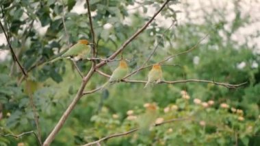 oynayan kuşlar renkli grubudur. Arı kuşu, yeşil arı kuşugiller