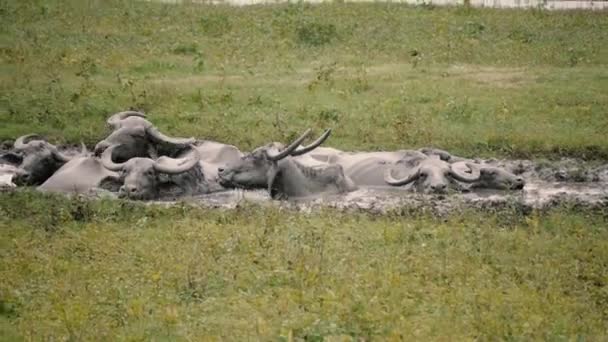 Muitos búfalos domésticos asiáticos gostam de mergulhar em uma lama em um dia quente.Ordem: Artiodactyla. Família: Bovidae. Subfamília: Bovinae. Tribo: Bovini. Gênero: Bubalus. Espécie: B.bubalis — Vídeo de Stock