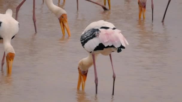 Mycteria leucocephala dans l'eau — Video