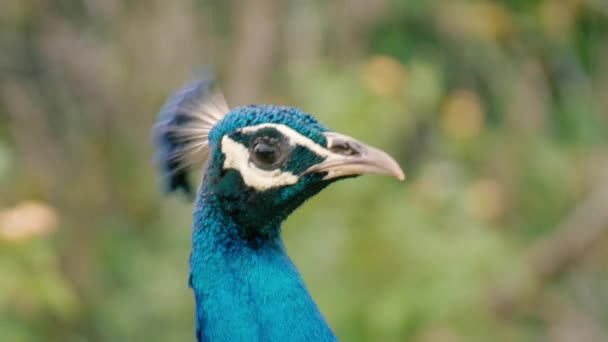 Homme paon hoche son plumage pendant la cour 