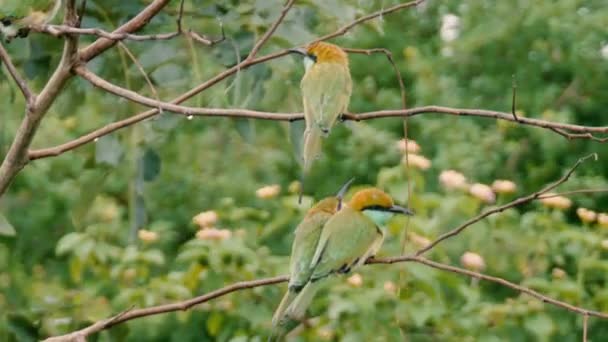 A madarak színes csoport összejött. Merops, a zöld gyurgyalag — Stock videók