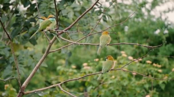 Colorful group of birds get together. Merops, The green bee-eater — Stock Video