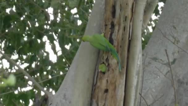 Dos pájaros loro en el árbol hueco en la naturaleza — Vídeo de stock