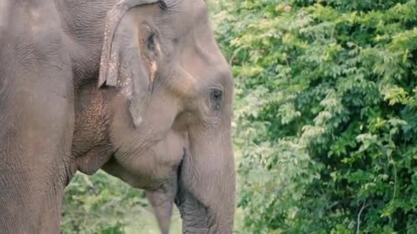 Elefante viejo salvaje masticando — Vídeo de stock