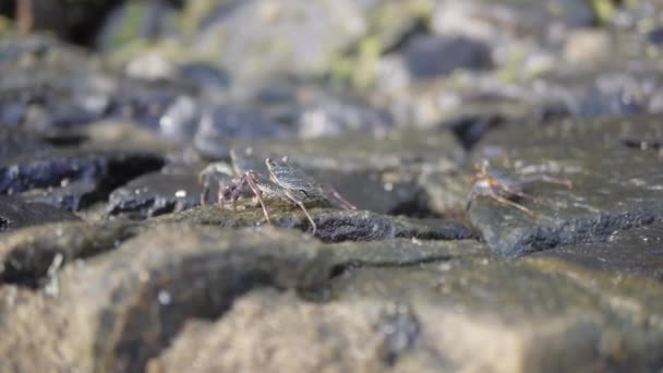 Crabe de pierre sur les rochers côtiers, sri lanka — Video