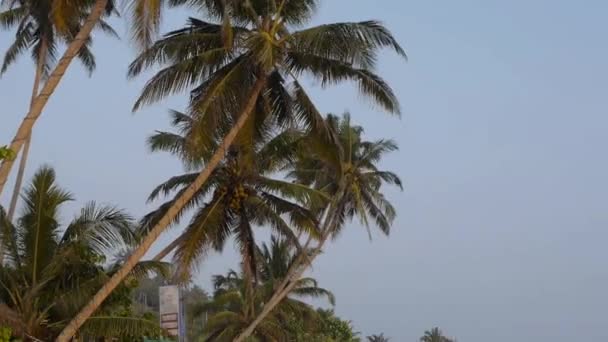 Panorera från palm till tropisk strand na havet — Stockvideo