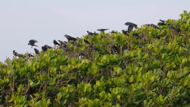 Una bandada de cuervos sentados y aterrizando en un árbol verde y volando lejos — Vídeo de stock
