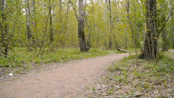 Mädchen fährt mit Fahrrad auf Fußweg im Wald — Stockvideo