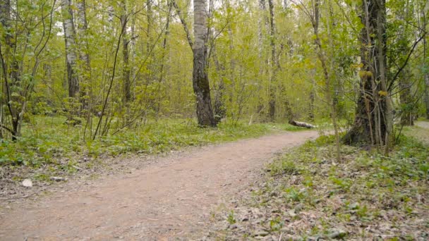 Хлопець їде на велосипеді на стежці в лісі — стокове відео