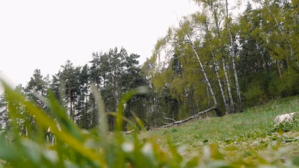 Ragazza va in bicicletta su un sentiero nel bosco — Video Stock