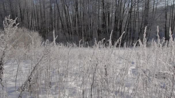 4K Ultra HD Video of grass with Hoarfrost in Frosty Day — стоковое видео