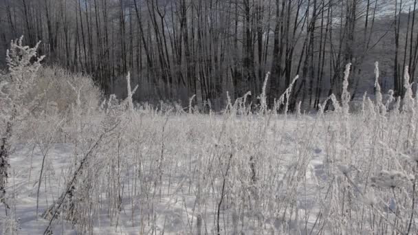 Junges Paar spielt draußen im Schnee. — Stockvideo