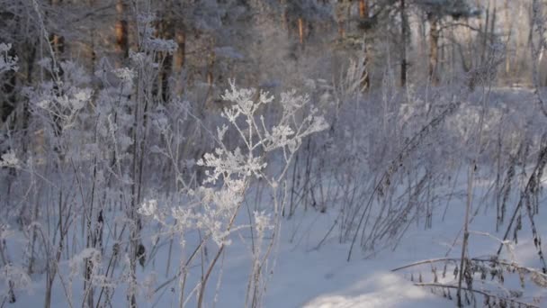 4K Ultra HD Video of grass with Hoarfrost in Frosty Day — стоковое видео