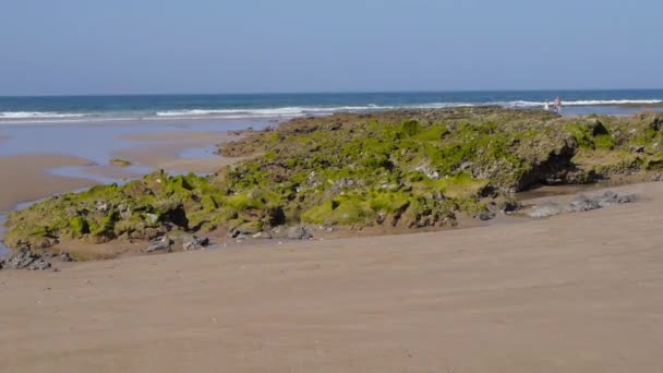 Seaweed on beach at low tide — Stock Video