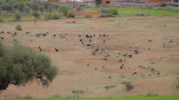 Flock of sheep grazing on a field of farmland in Morocco — Stock Video