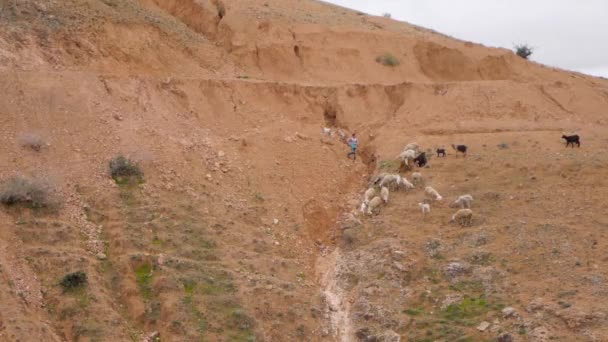 Rebaño de ovejas pastando en una roca en Marruecos — Vídeos de Stock