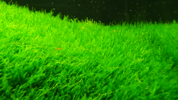 Aquarium plantes fond — Video