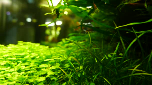 Acuario pequeños peces flotan en un hermoso acuario — Vídeos de Stock