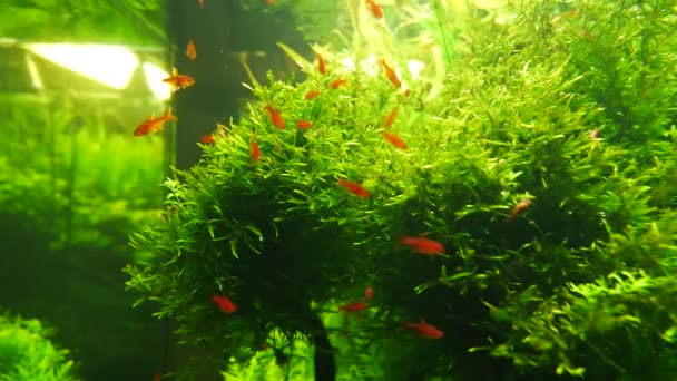 Aquarium mit schönen orangefarbenen Fischen und Gras — Stockvideo