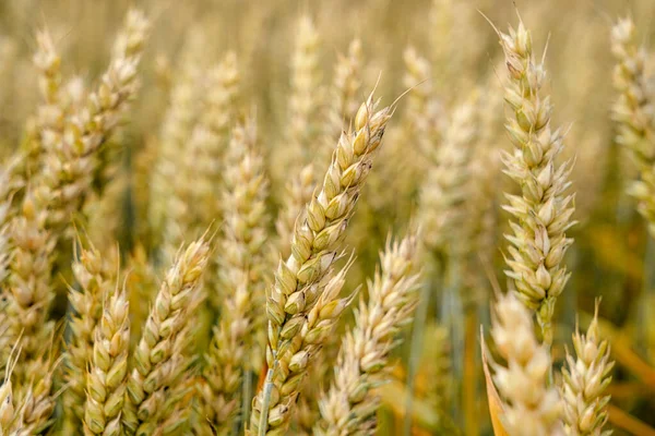 Altın buğday tarlası ve güneşli bir gün. Altın buğday kulakları yakında. Olgunlaşan çayırlık buğday tarlalarının arka planı. Olgunlaşan buğday başaklarının kırsal doğa manzarası.