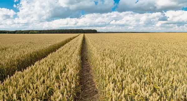 Altın buğday tarlası ve güneşli bir gün. Altın buğday kulakları yakında. Olgunlaşan çayırlık buğday tarlalarının arka planı. Olgunlaşan buğday başaklarının kırsal doğa manzarası.