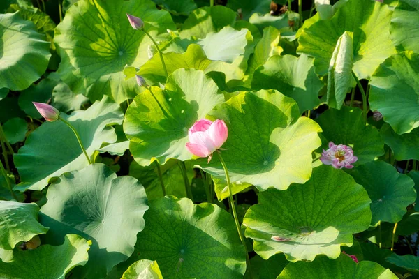 Çin 'deki yeşil yaprakların üzerindeki pembe nilüfer çiçeği. Lotus çiçeği ve nilüfer çiçeği bitkileri. Duvar kağıdı. Arkaplan.