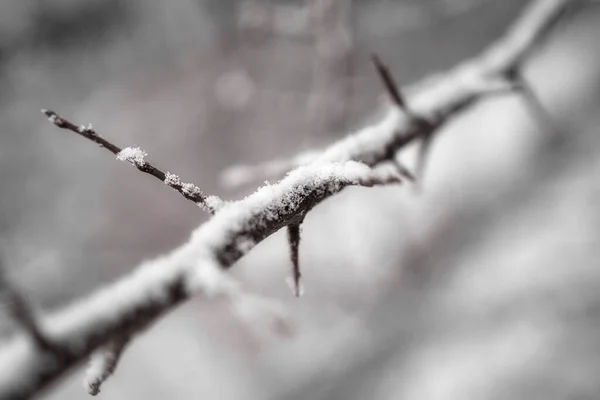 Kara yakın çekim ile kaplı dal. Soğuk bir kış gününde buz ve karla kaplı kırılgan bir dalı yakından çek. Seçici odaklı görüntü. Hava tahminleri