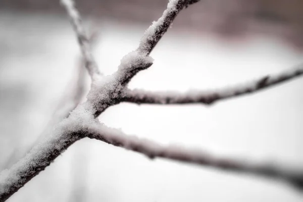 Dal, karla kaplıdır. Soğuk bir kış gününde buz ve karla kaplı kırılgan bir dal parçasının detaylı görüntüsü. Görüntü, seçici odaklanma. Hava tahmini. Duvar kağıdı. Arkaplan.